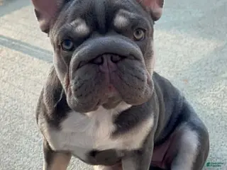 French Bulldog dogs French Bulldog Puppy Elsa Lilac Tan Big Rope Blue eyes 6 panel clear - Ad 41