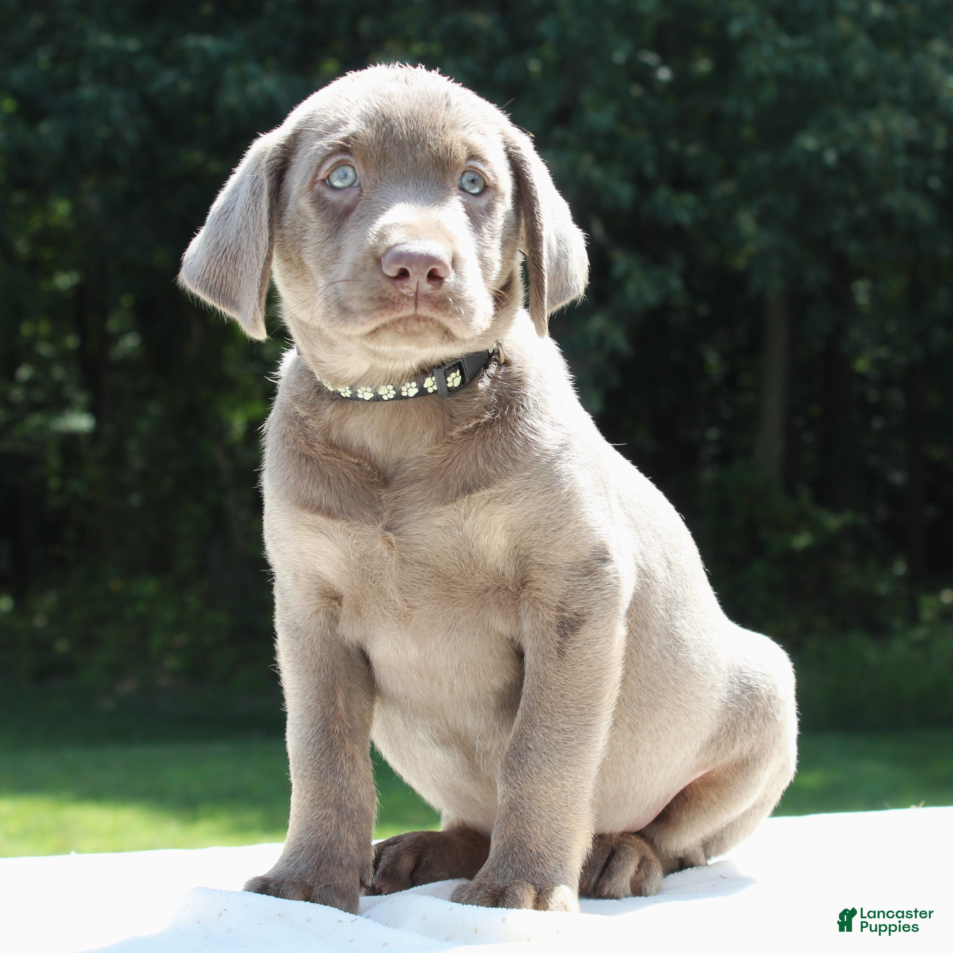 Labrador Retriever dogs Tiana - Ad 1