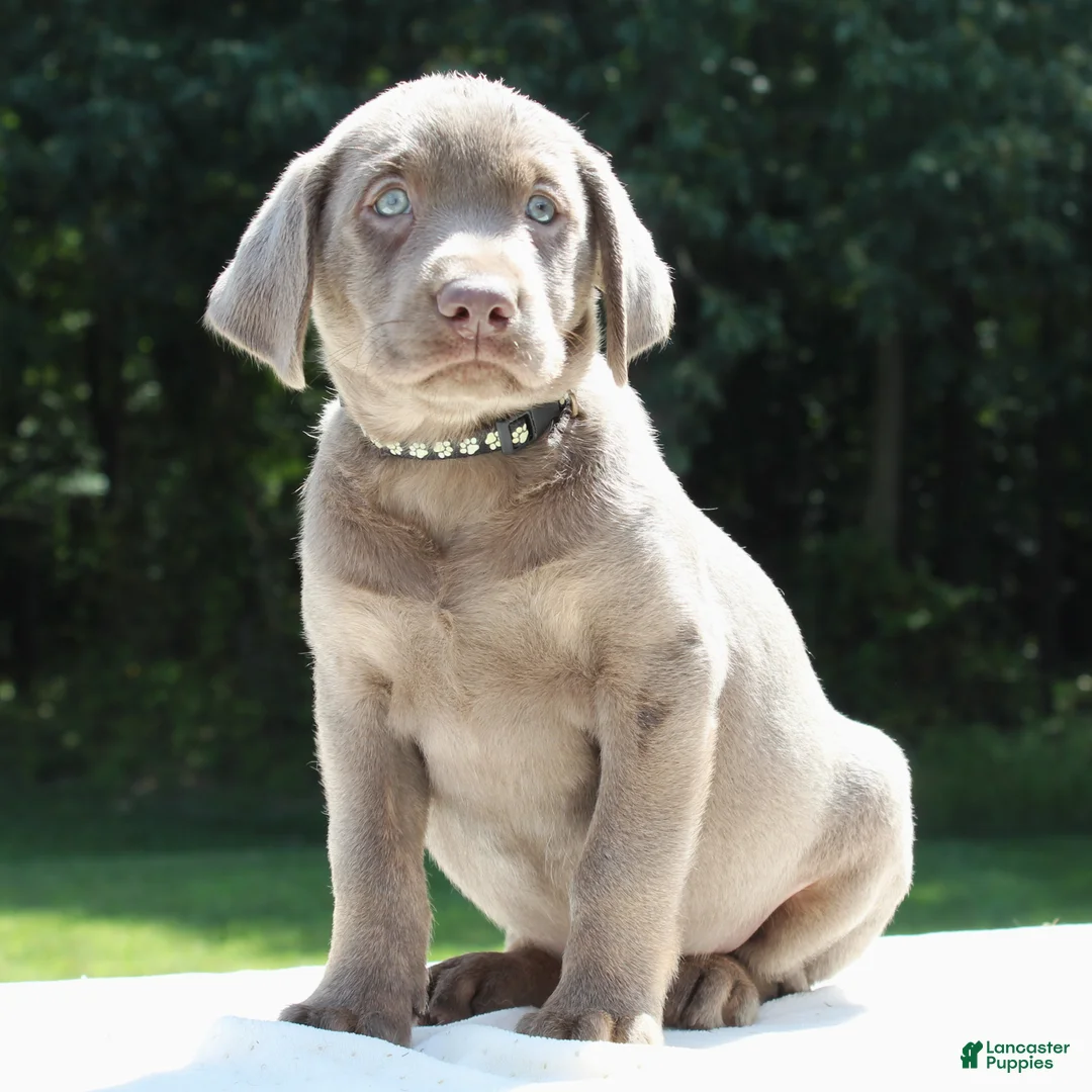 Labrador Retriever dogs for sale: Tiana - Ad 1