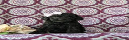 Cockapoo dogs for sale: Brin Hypoallergenic - Ad 2