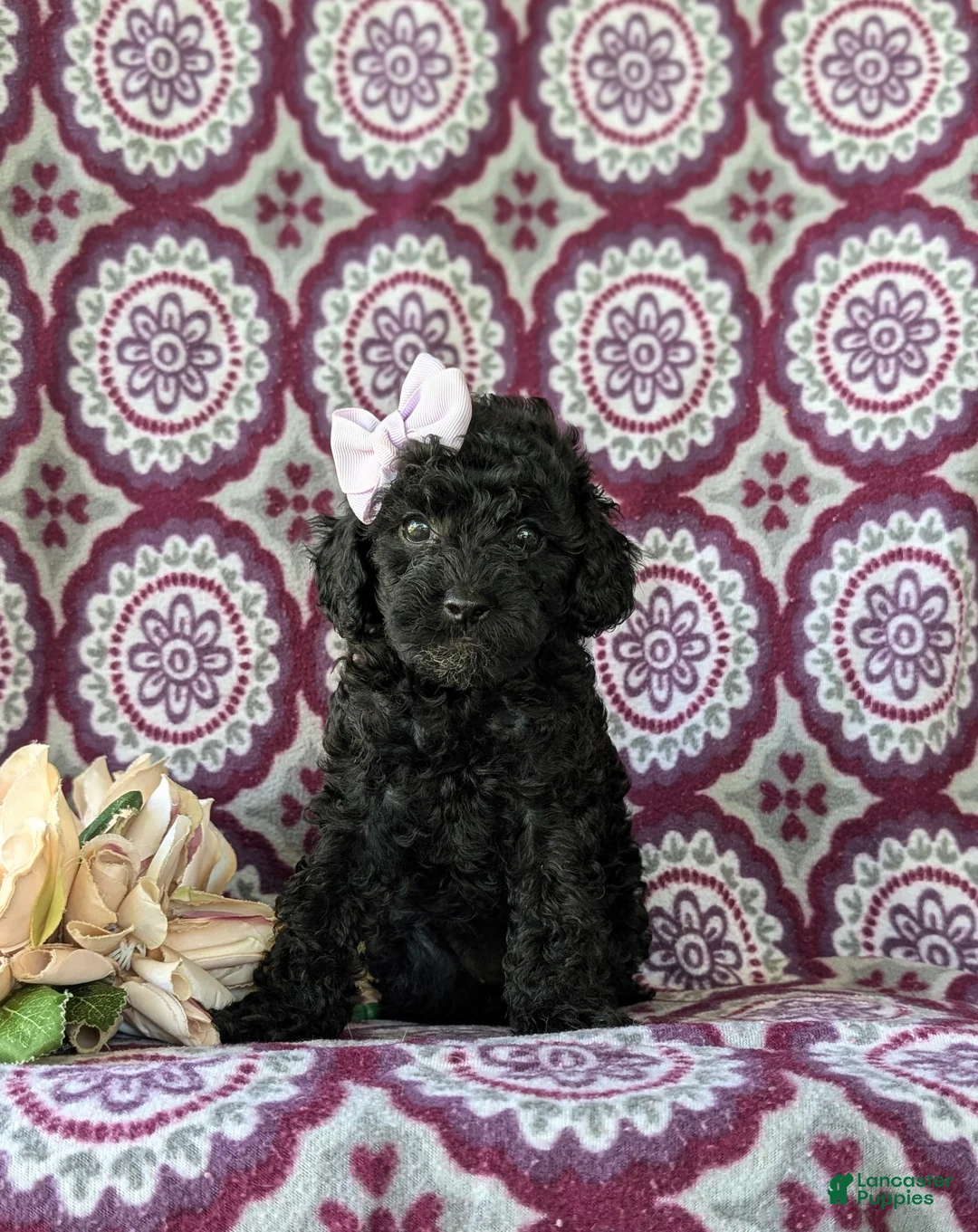 Cockapoo dogs for sale: Brin Hypoallergenic - Ad 2