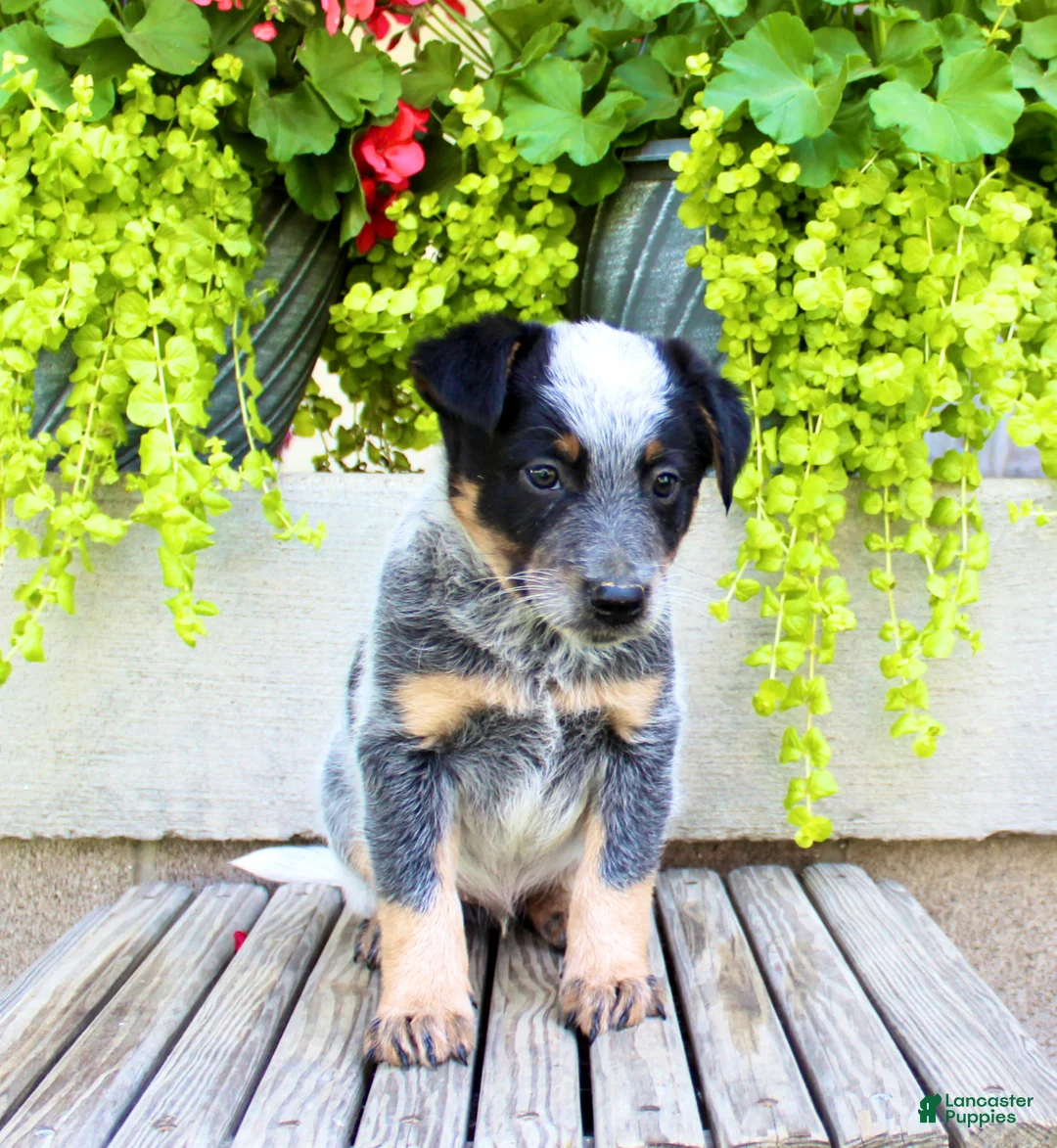 Australian Cattle Dog dogs for sale: Snickers  - Ad 1