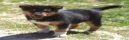 Sheprador dogs for sale: Sheprador 1 - Ad 1