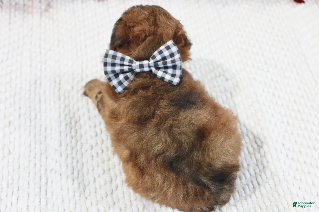 Toy Poodle dogs for sale: Beau - Ad 3