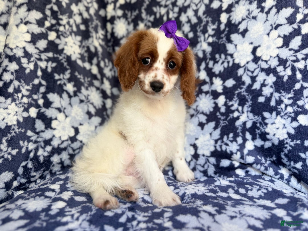 Cavapoo dogs for sale: Maple - Ad 8