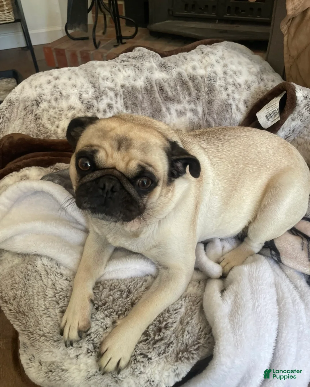 Pug dogs for sale: Pug Puppy 1 - Ad 3