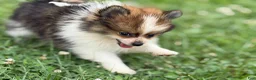 Pomeranian dogs for sale: ACA Minnie  - Ad 4