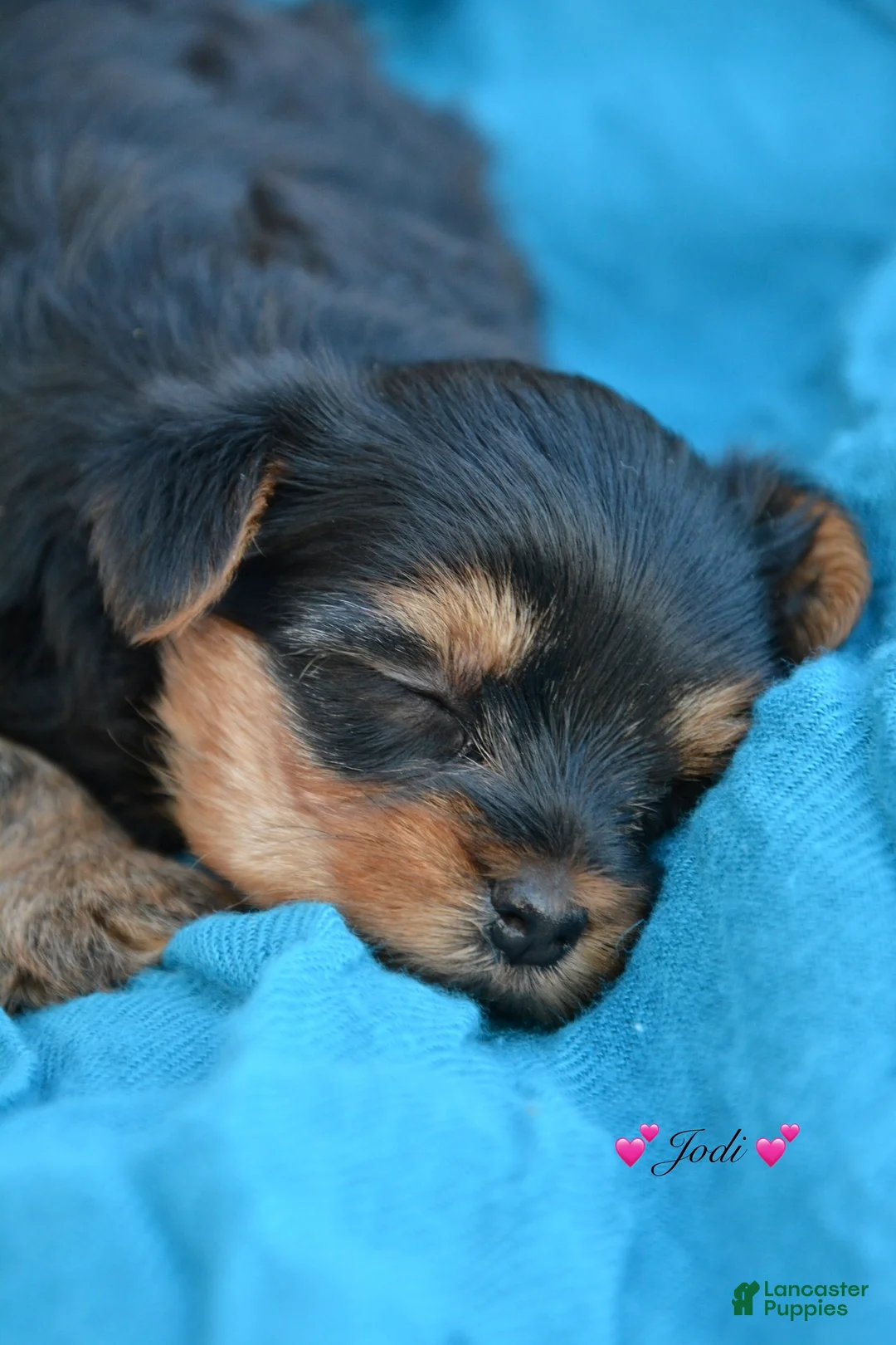 Yorkshire Terrier dogs for sale: Jodi - Ad 5