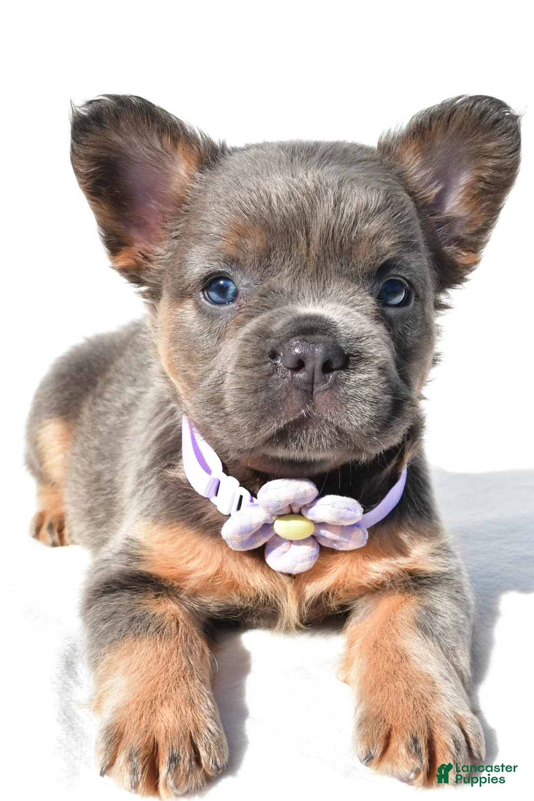French Bulldog dogs for sale: Piper - Ad 2