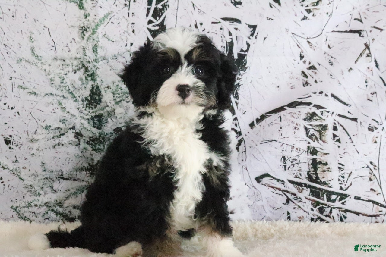 Mini Bernedoodle dogs Ruby - Ad 36