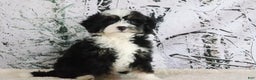 Mini Bernedoodle dogs for sale: Ruby - Ad 1