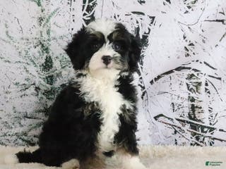 Mini Bernedoodle dogs Ruby - Ad 40