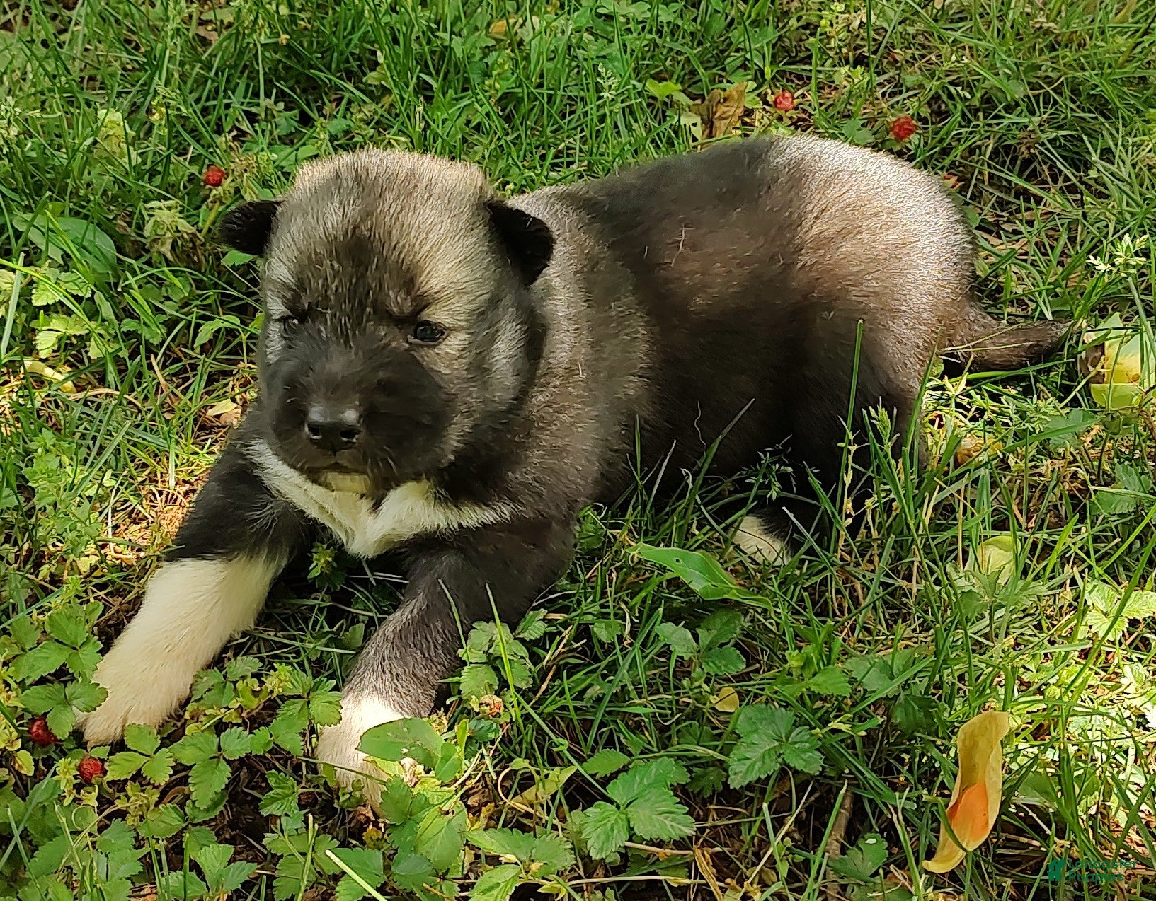 Siberian Husky dogs Siberian Husky Puppy 1 - Ad 40