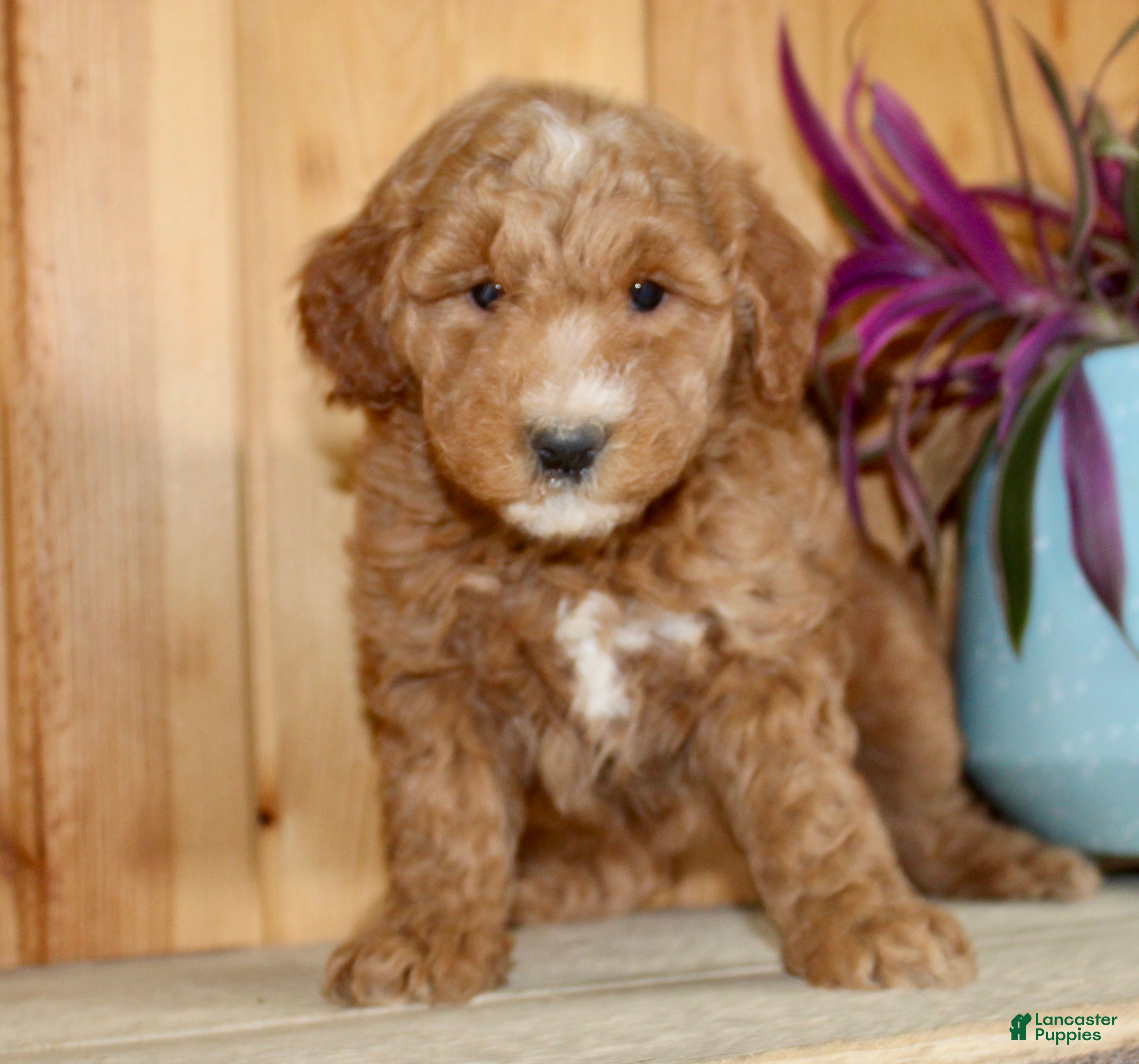 Mini Goldendoodle dogs Ginger - Ad 1