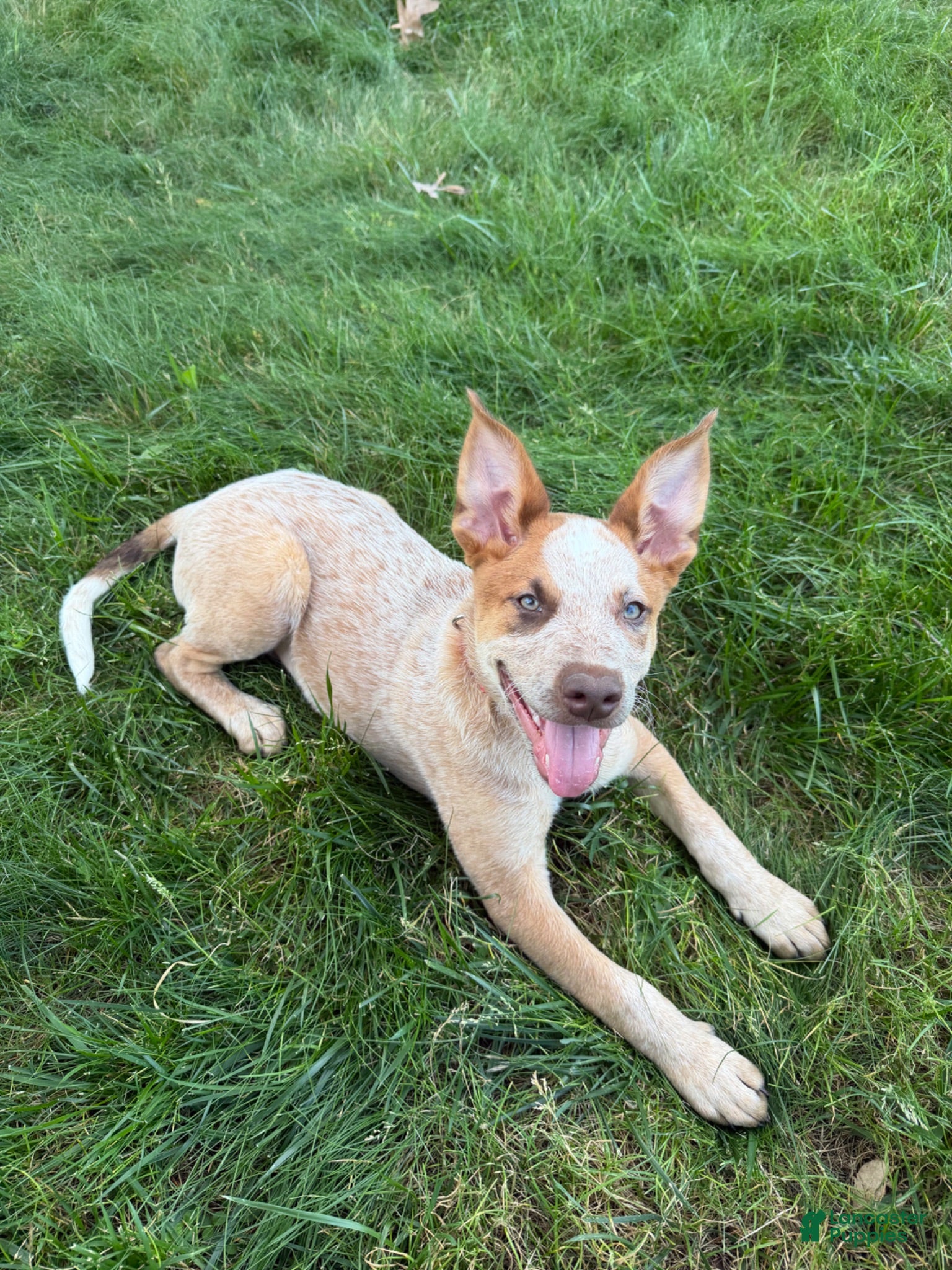 Australian Cattle Dog dogs Australian Cattle Dog 1 - Ad 40