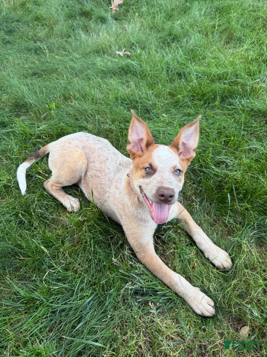 Australian Cattle Dog dogs for sale: Australian Cattle Dog 1 - Ad 1