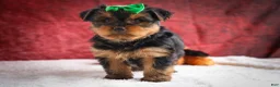 Yorkshire Terrier dogs for sale: DUKE - Ad 17