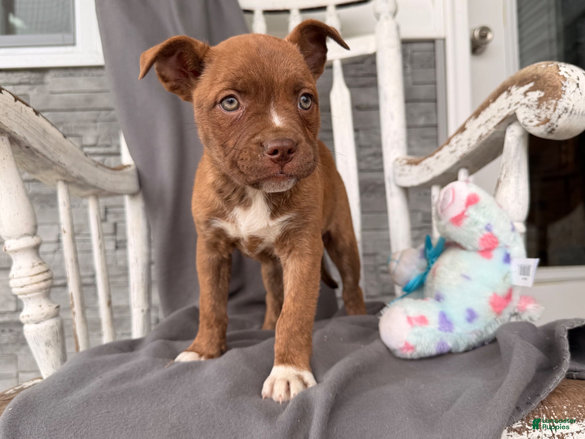 Mixed Breed dogs Rainbow - Ad 1