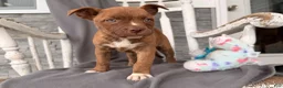 Mixed Breed dogs for sale: Rainbow - Ad 1