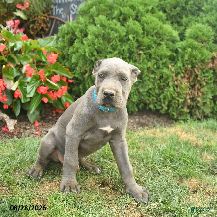 Cane Corso dogs Leo  - Ad 2
