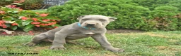 Cane Corso dogs for sale: Leo  - Ad 2