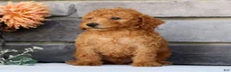 Miniature Poodle dogs for sale: Nolan - Ad 7