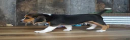 Beagle dogs for sale: Cooper - Ad 3