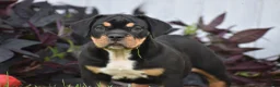 Beabull dogs for sale: Champ - Ad 7