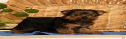 Yorkshire Terrier dogs for sale: Zara - Ad 4