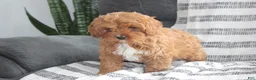 Cavapoo dogs for sale: Cavapoo Puppy 1 - Ad 5