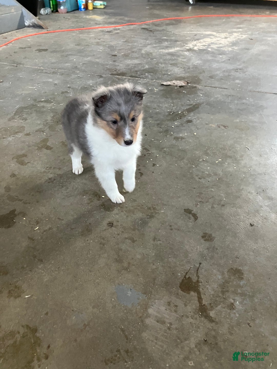 Shetland Sheepdog dogs for sale: Akc Birtha - Ad 5
