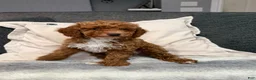 Mini Goldendoodle dogs for sale: Hunter - Ad 1
