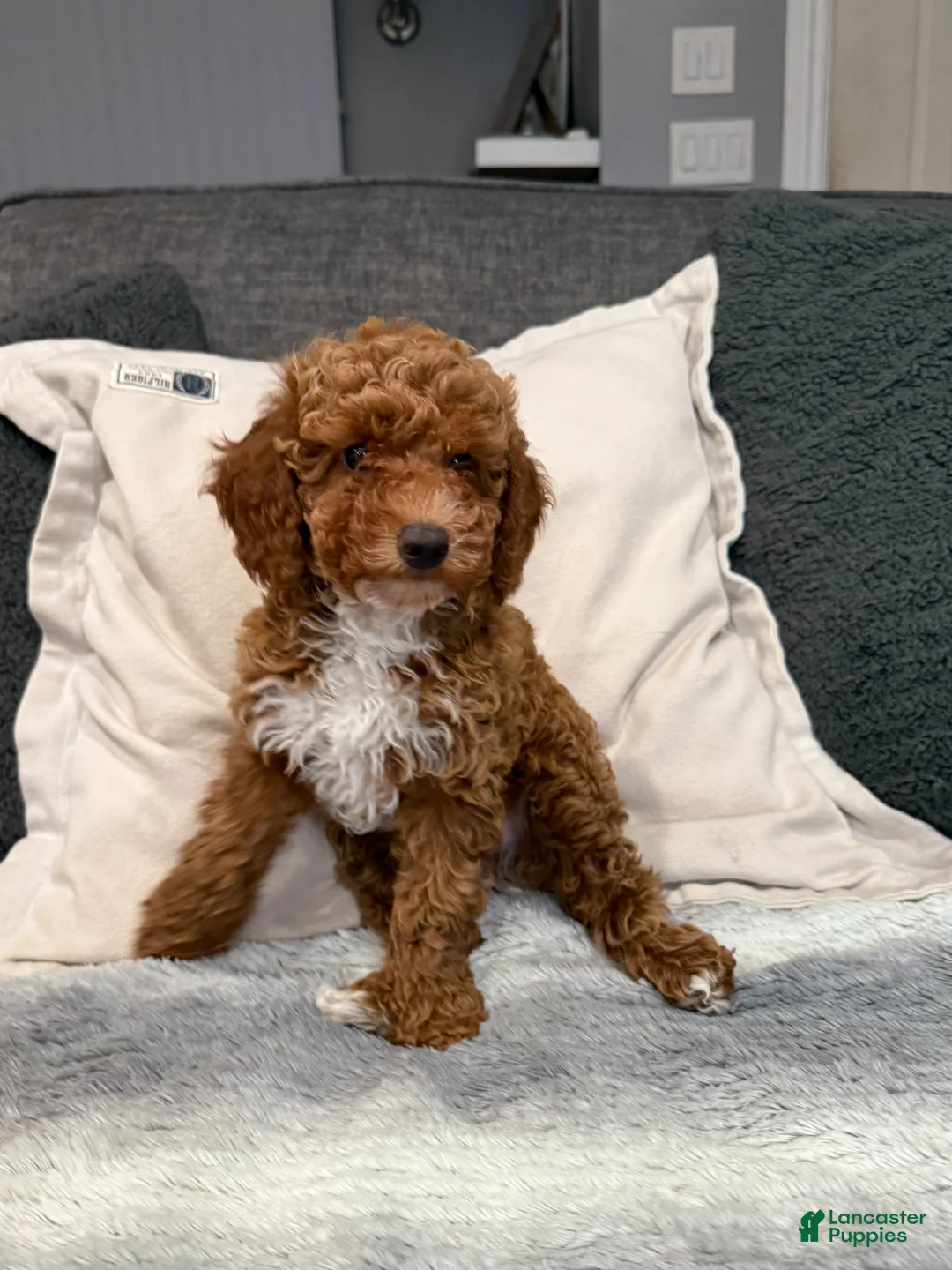 Mini Goldendoodle dogs for sale: Hunter - Ad 1
