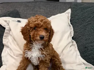Mini Goldendoodle dogs for sale: Hunter - Ad 3