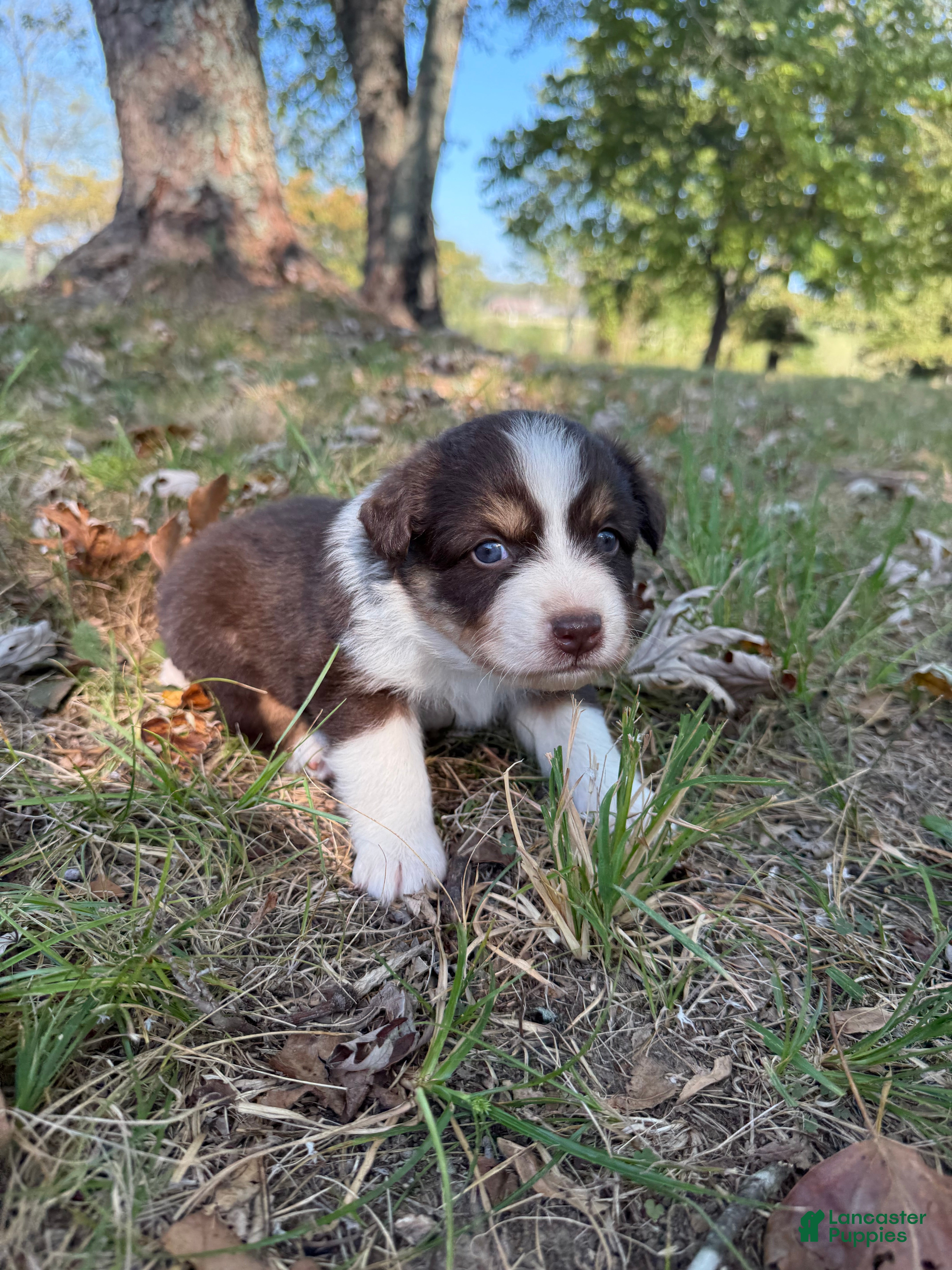 Australian Shepherd dogs Pumpkin - Ad 2