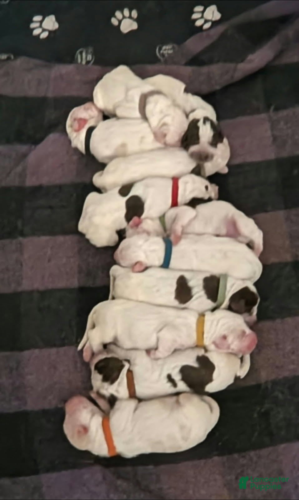 Spinone Italiano dogs for sale: Boy  - Ad 2