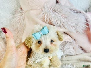 Toy Poodle dogs Toy Poodle Puppy 2 - Ad 34