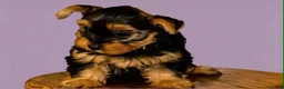 Yorkshire Terrier dogs for sale: Eva Gigi-AKC  Potty and Crate Trained  - Ad 12