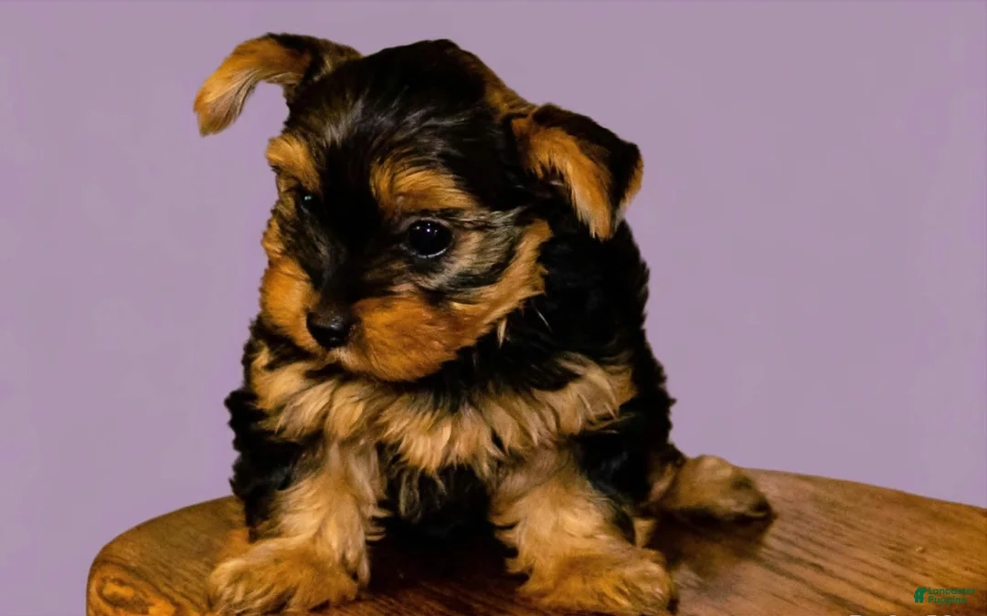 Yorkshire Terrier dogs for sale: Eva Gigi-AKC  Potty and Crate Trained  - Ad 12