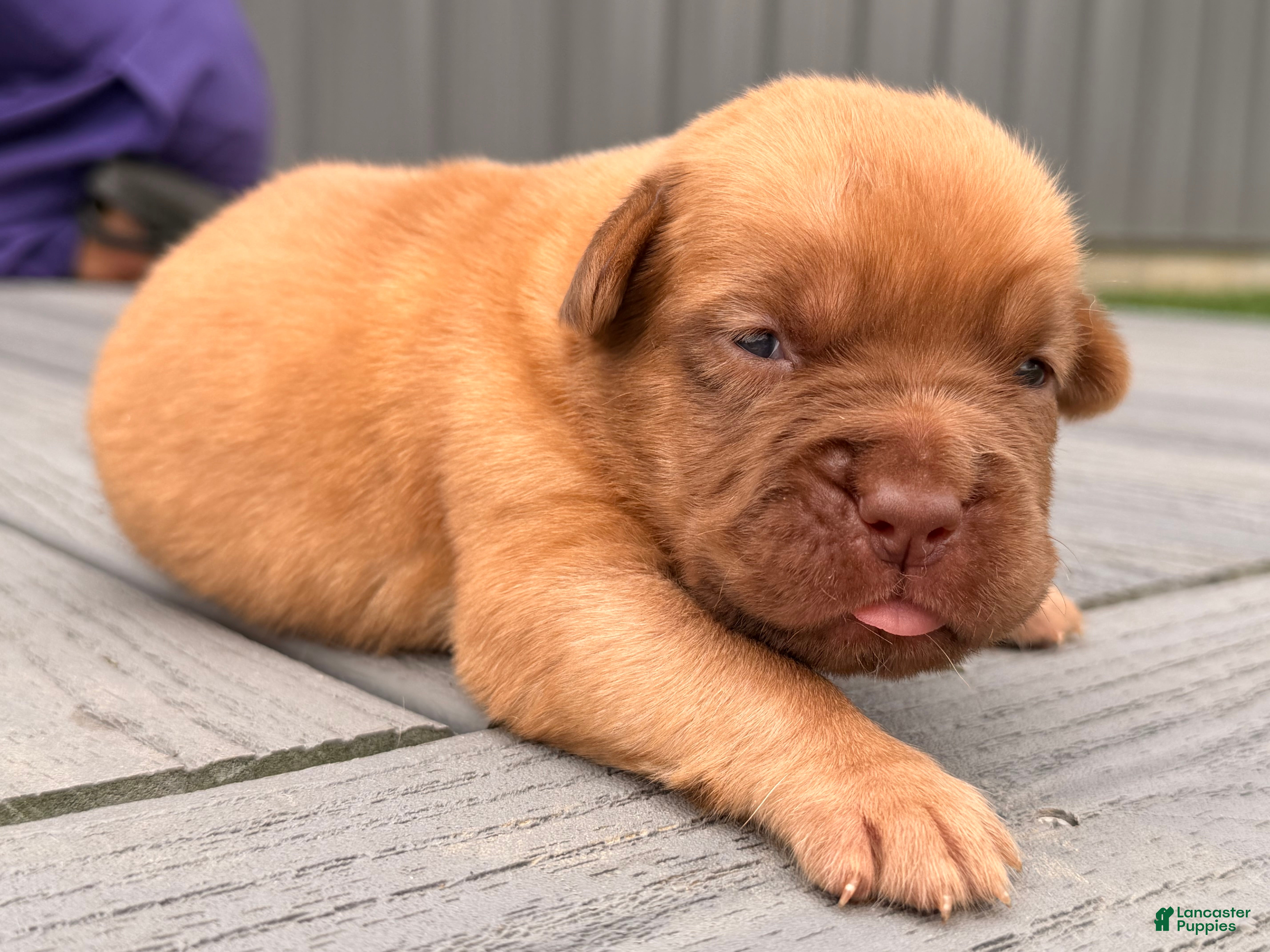 Dogue De Bordeaux dogs for sale: Babbles  - Ad 1