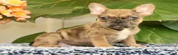 French Bulldog dogs for sale: Barbi - Ad 3