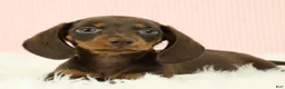 Miniature Dachshund dogs for sale: Loki 🦔 - Ad 10