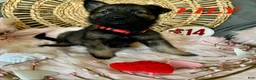 German Shepherd dogs for sale: Lily - Ad 6