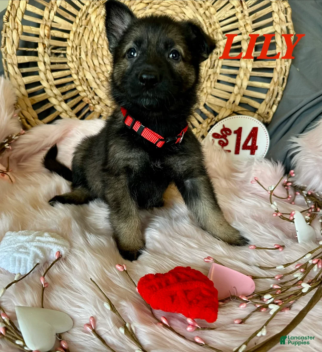 German Shepherd dogs for sale: Lily - Ad 6