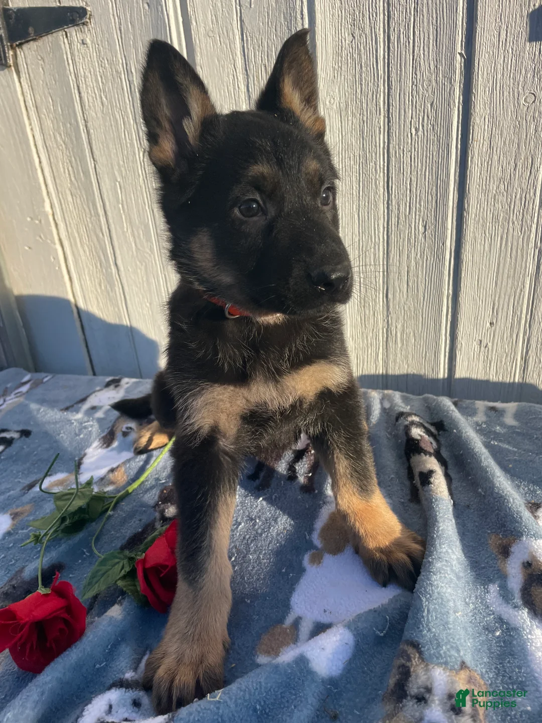 German Shepherd dogs for sale: Chief - Ad 4