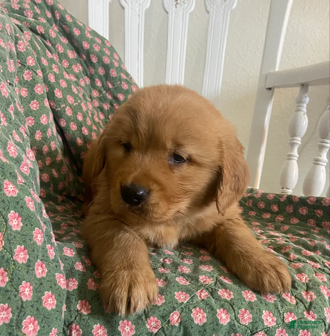 Golden Retriever dogs for sale: Gordy - Ad 2