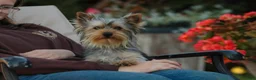 Yorkshire Terrier dogs for sale: Junior - Ad 3