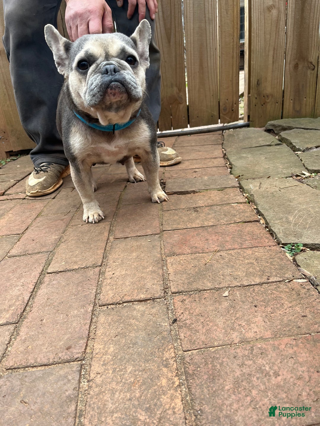 French Bulldog dogs for sale: French Bulldog Puppy 1 - Ad 2