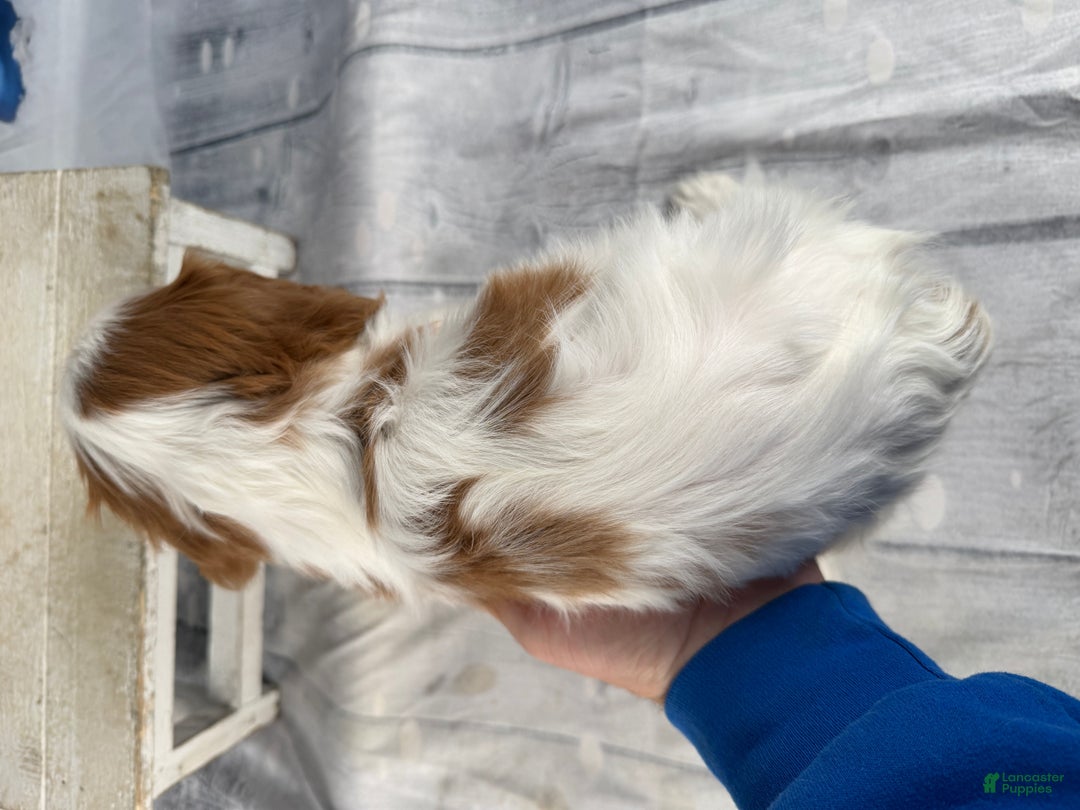 Cavalier King Charles Spaniel dogs for sale: Charlie - Ad 11