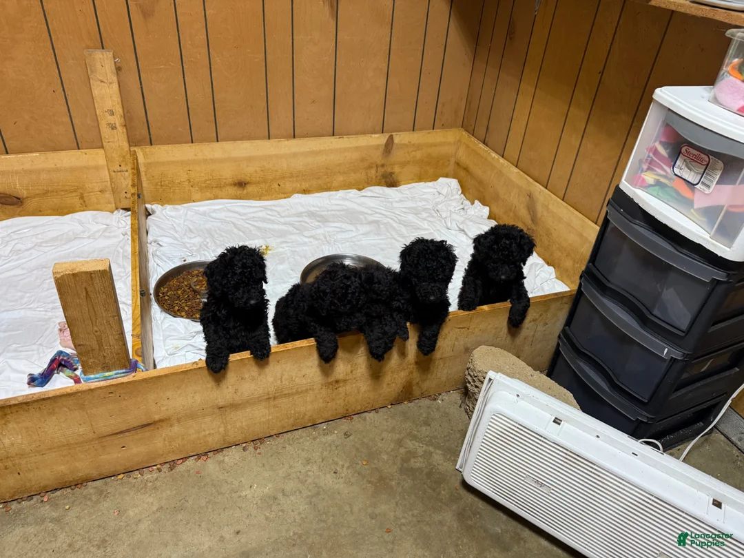 Standard Poodle dogs for sale: Green girl - Ad 3